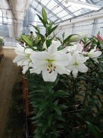 [5222 Pearl Queen VZ No02.JPG]